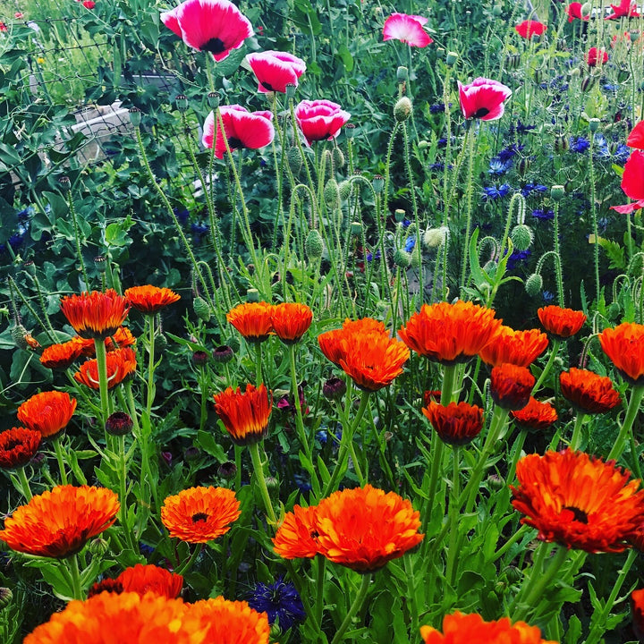 Skin Food Remedy (Chamomile Calendula/ Anti-inflammatory & Ultra Gentle)    Em'z Blendz Soap Co.