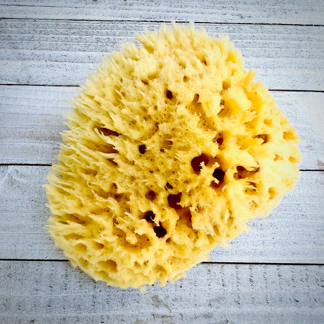 Sea Wool Sponge | Natural & Sustainable Luxury    Em'z Blendz Soap Co.